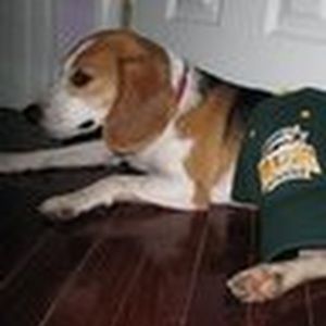 Meet your Posher, Dan